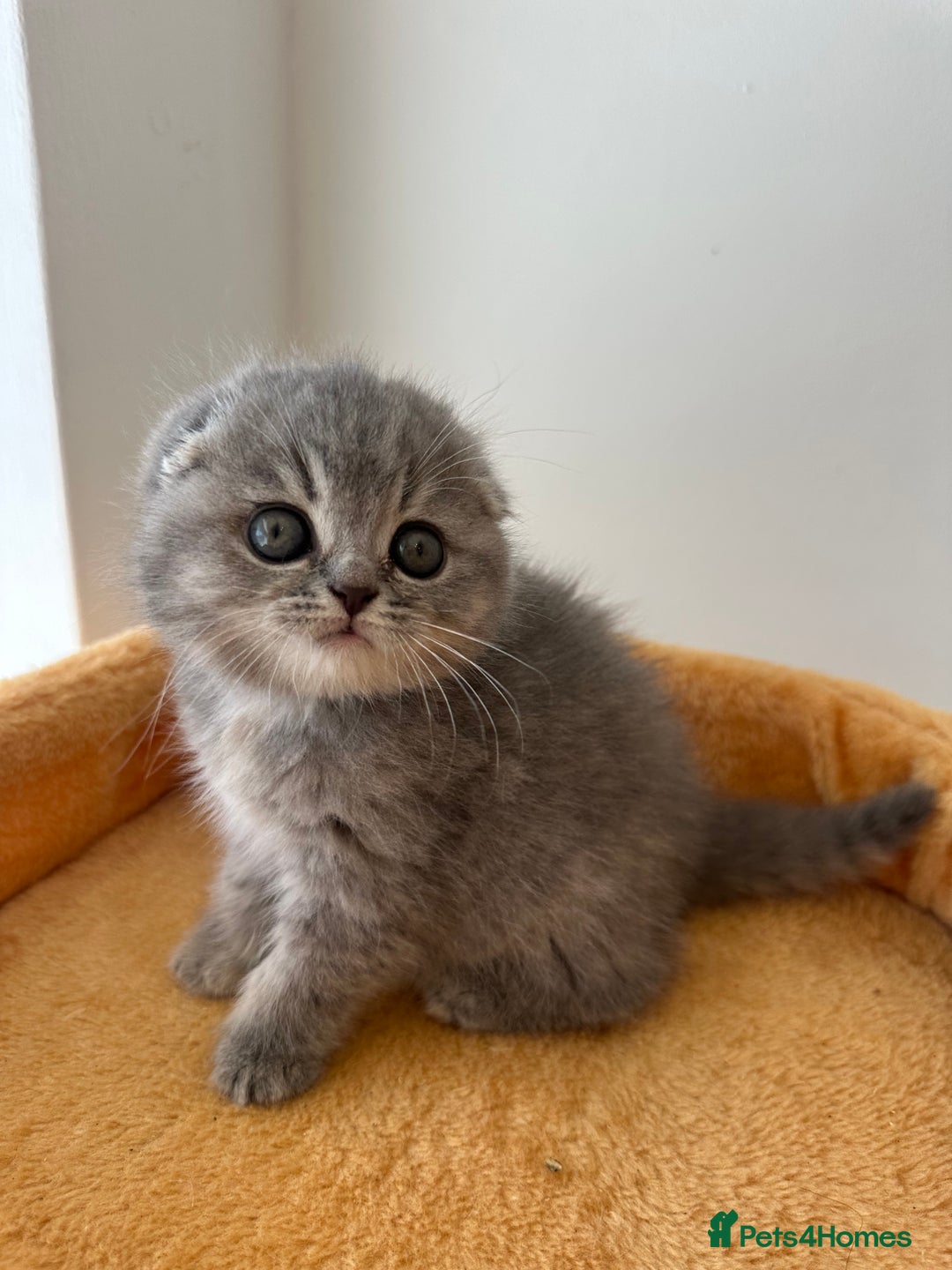 Scottish Fold cats for sale: 🦉 TOP QUALITY TICA REG SCOTTISH FOLD🦉 - Image 2