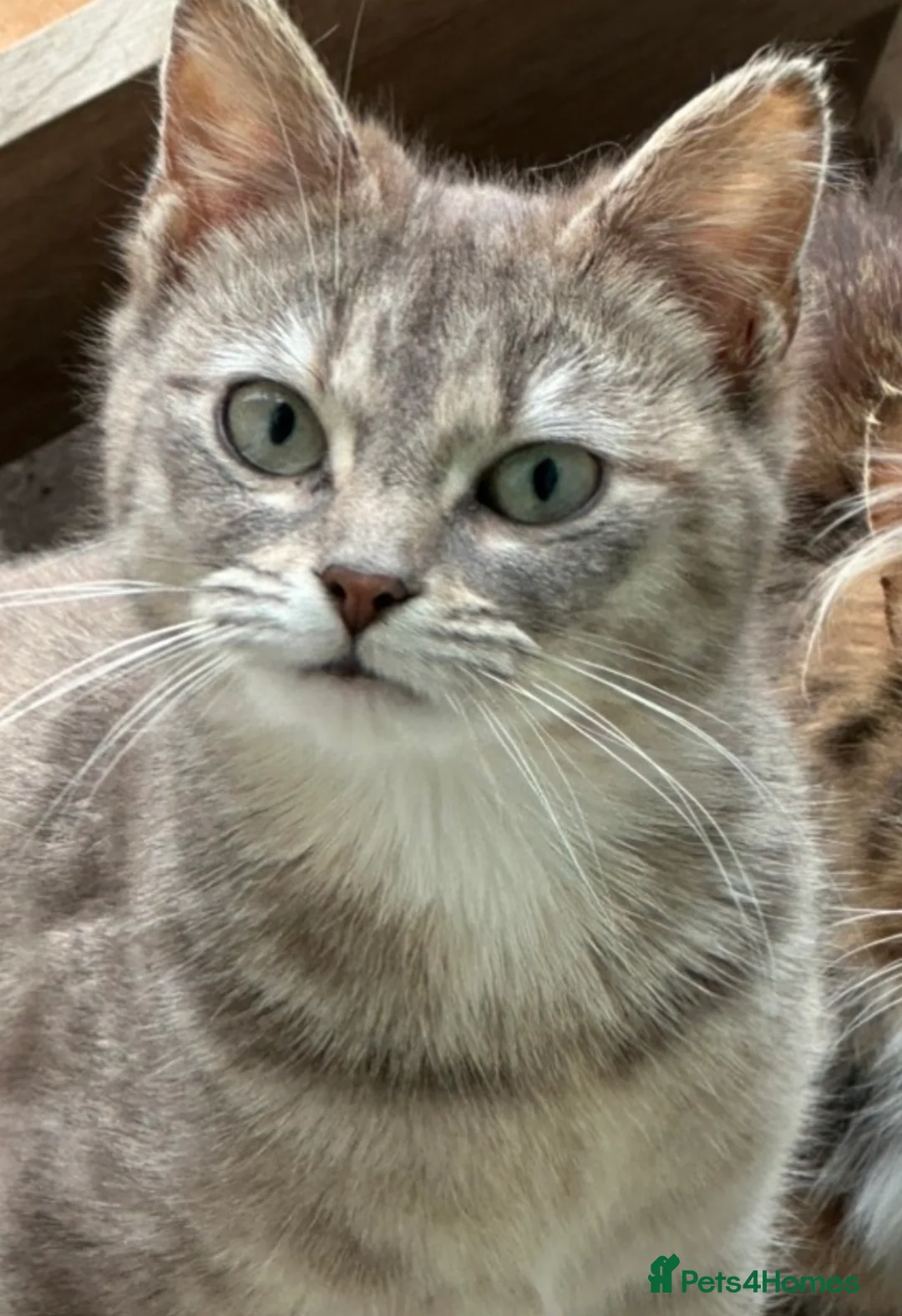 Siberian cats for sale: Rare Beautiful Young Kittens – Bonded Pair  - Advert 5