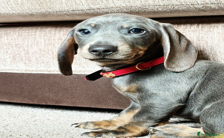 Miniature Dachshund dogs - Advert 7