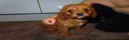 Cavapoo dogs for sale: Cavapoos  in Worcester - Advert 12
