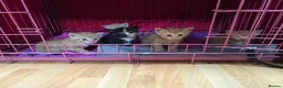 Domestic Shorthair cats for sale: 5 beautiful kittens for sale! Ginger and Calico in Nottingham - Advert 7