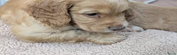 Sprocker dogs for sale: Sprocker Spaniels  - Advert 4