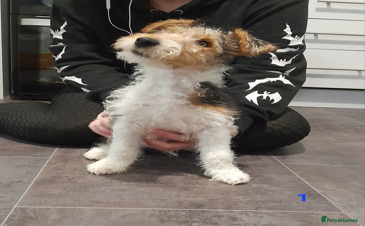 Fox Terrier dogs - Advert 2