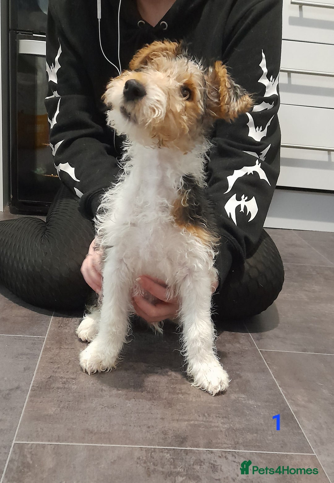 Fox Terrier Puppies for sale Pets4Homes