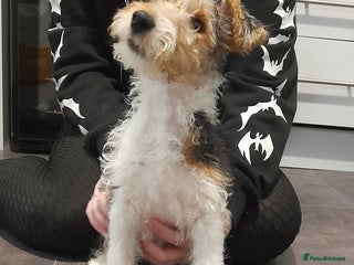 Fox Terrier dogs - Advert 1