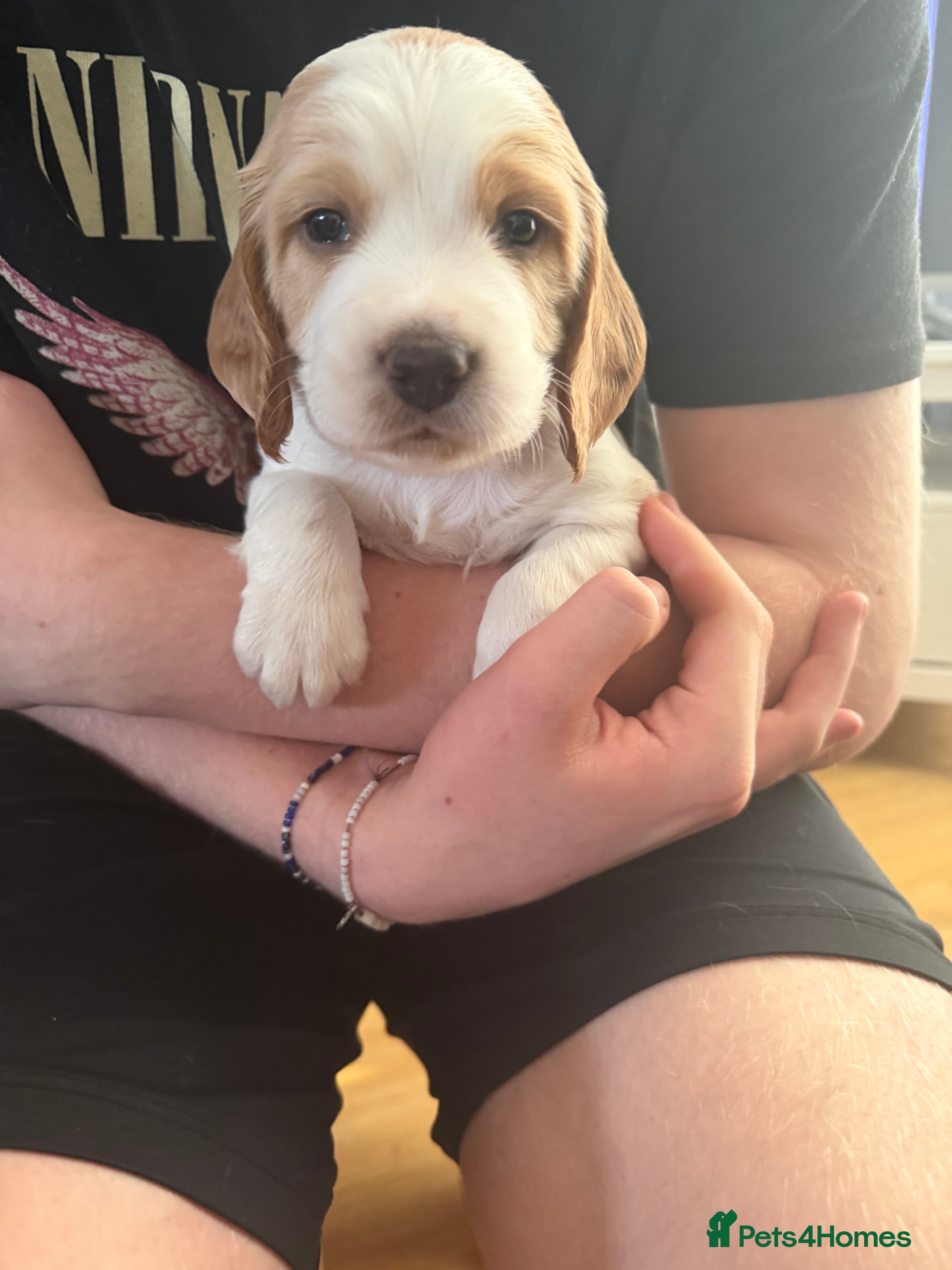 Sprocker dogs **** Adorable Sprocker Puppies  - Advert 10