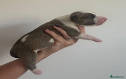 English Bull Terrier dogs for sale: 🏆CH Bloodlines Top Quality English Bull Terriers  - Image 17