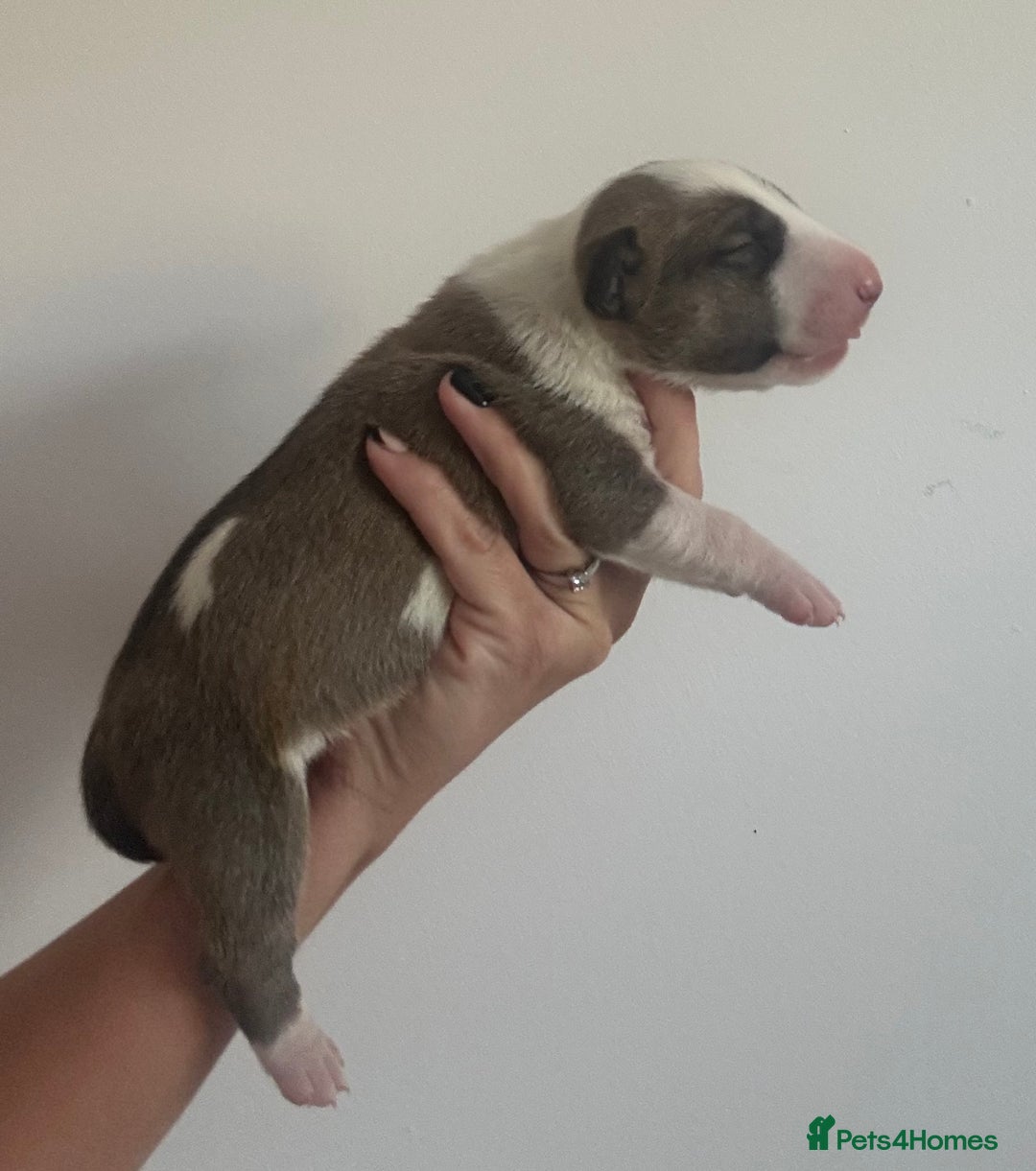 English Bull Terrier dogs for sale: 🏆CH Bloodlines Top Quality English Bull Terriers  - Image 17
