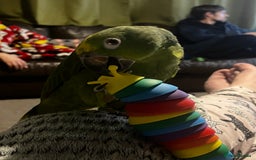 Parrots birds for sale: Yellow crowned Amazon  - Image 3