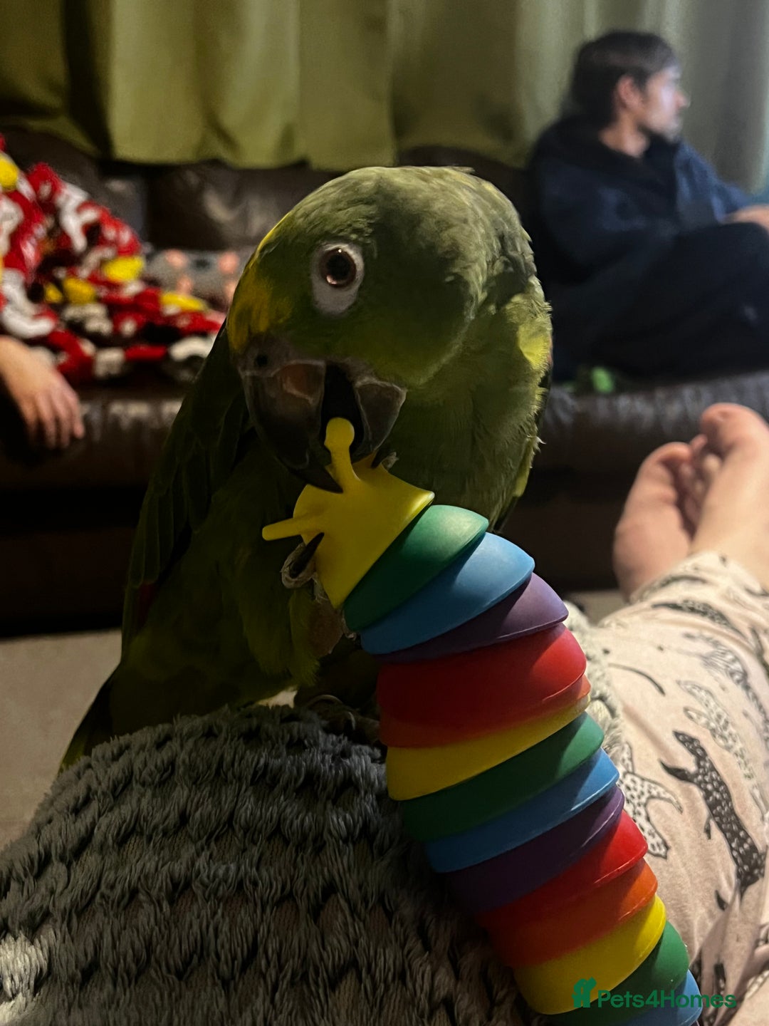 Parrots birds for sale: Yellow crowned Amazon  - Image 3