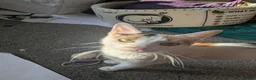 Mixed Breed cats for sale: 4 gorgeous kittens ds X ragdoll X russian blue - Advert 19