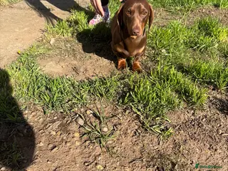 Dachshund dogs 2 sausage dogs - Advert 4