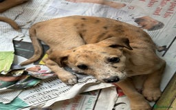 Whippet dogs for sale: 99% whippets (Merle) - Image 7
