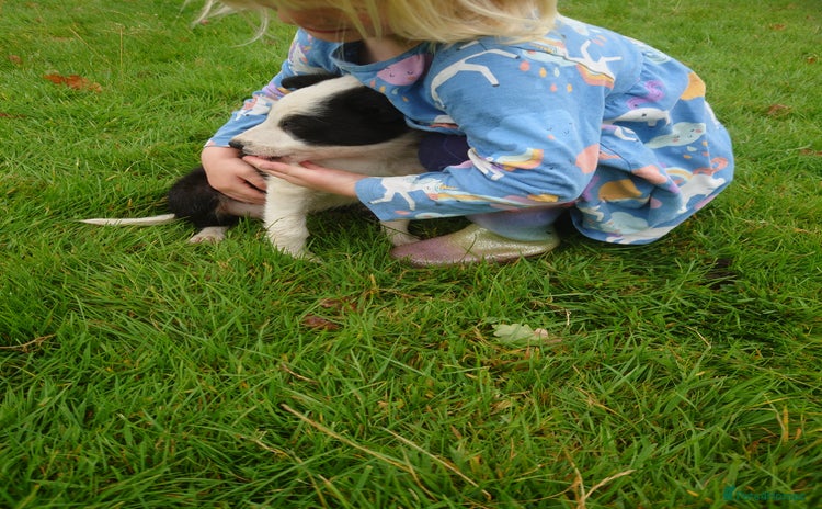 Border Collie dogs - Advert 13