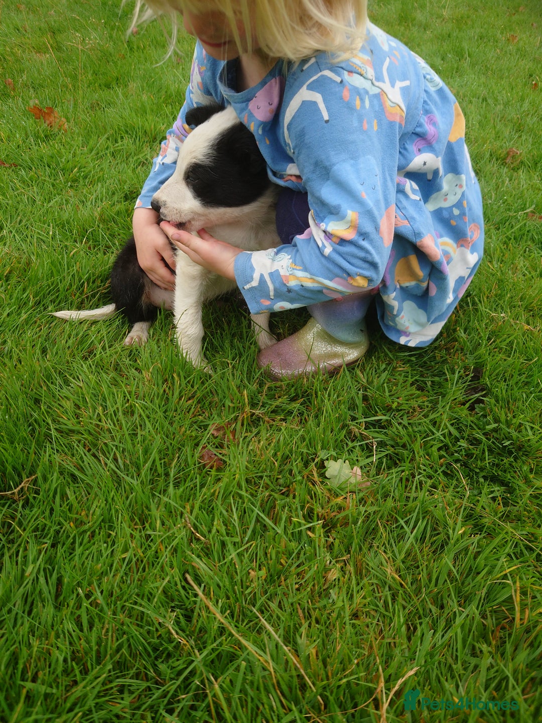 Border Collie dogs for sale: Border collie puppy  - Image 1