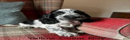 Cocker Spaniel dogs for sale: KC reg, health tested, show type cocker spaniels  - Advert 9