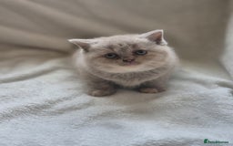 British Shorthair cats for sale: Gccf registered British shorthair kittens - Image 4