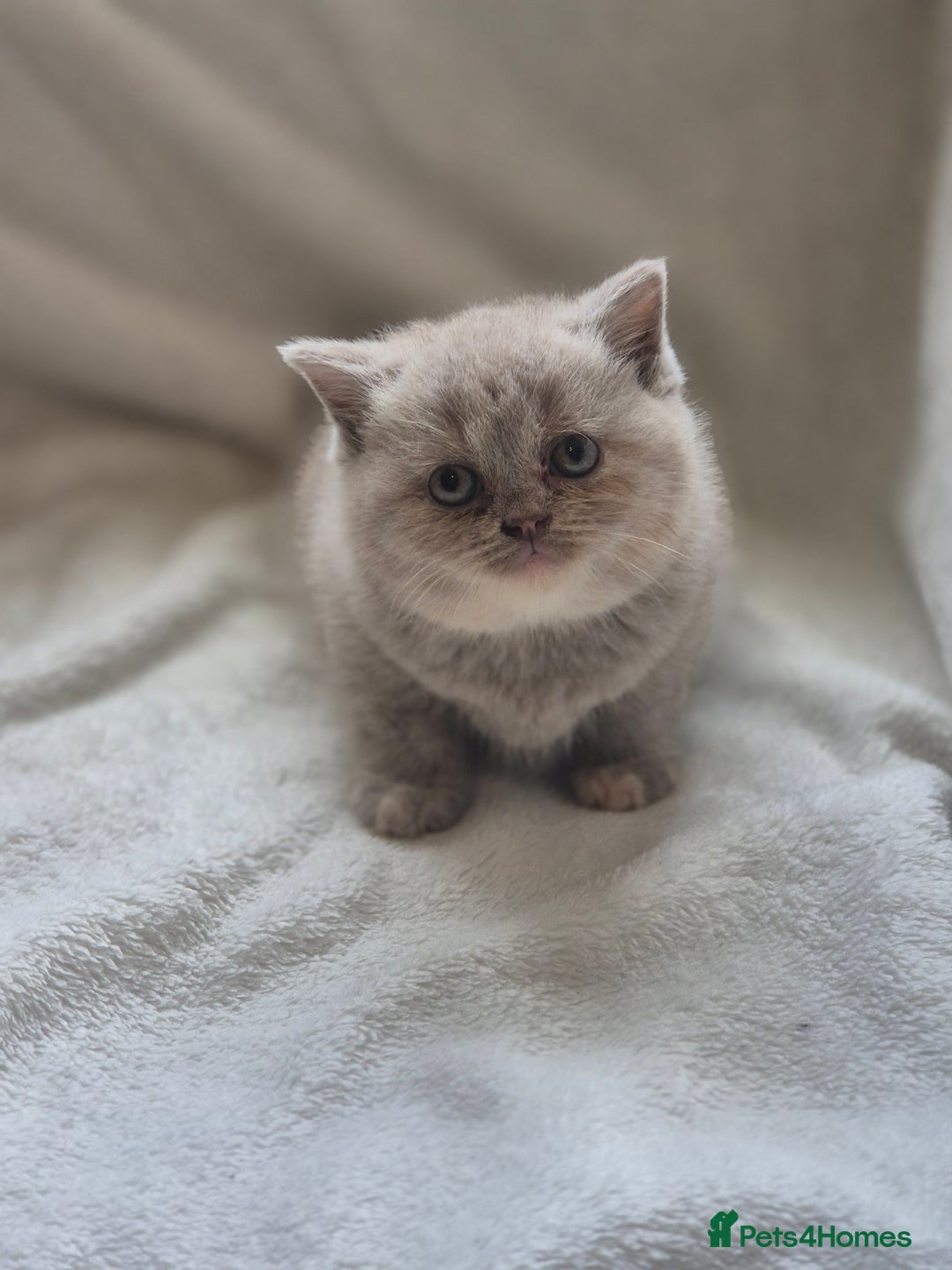 British Shorthair cats for sale: Gccf registered British shorthair kittens - Image 4