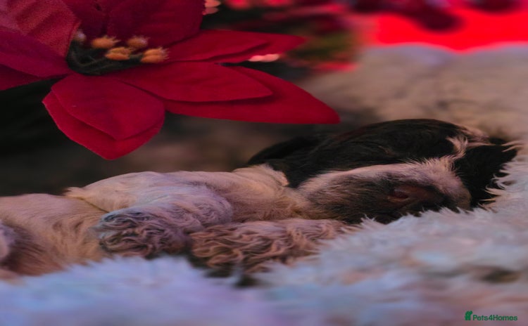 Cockapoo dogs - Advert 9