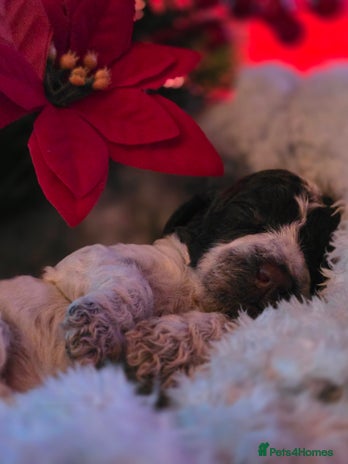 Cockapoo dogs - Advert 9