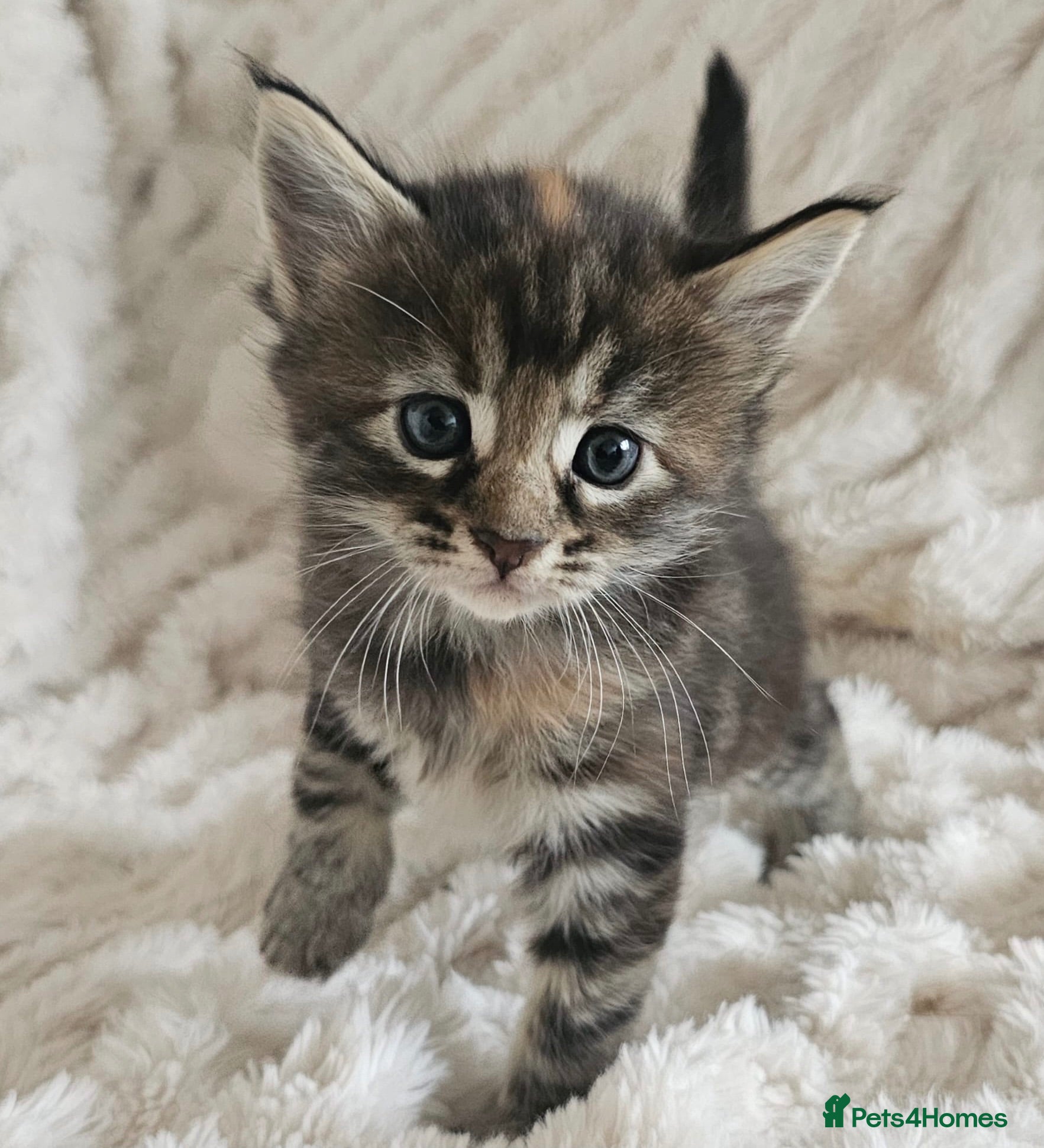 Maine Coon cats Maine coon kittens ready to reserve  - Advert 2