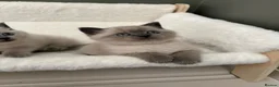 Scottish Fold cats for sale: Scottish fold British shorthair kittens  - Advert 5