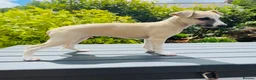 Whippet dogs for sale: Beautiful KC Whippet boy Puppy  - Advert 14