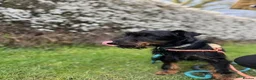 Mixed Breed dogs for adoption: Meet Rouge, currently residing in Cheshire  - Advert 3