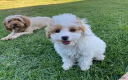 Cavapoo dogs for sale: Toy Cavoodles, happy and healthy, F1 Clear - Advert 1