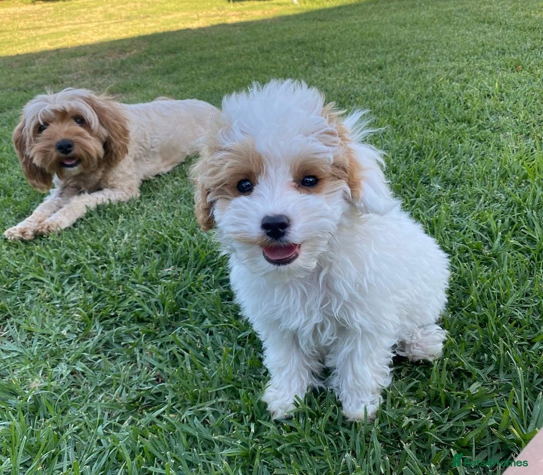 Cavapoo dogs for sale: Toy Cavoodles, happy and healthy, F1 Clear - Advert 1
