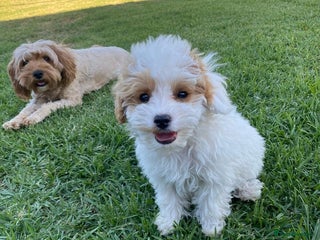 Cavapoo dogs Toy Cavoodles, happy and healthy, F1 Clear - Advert 1