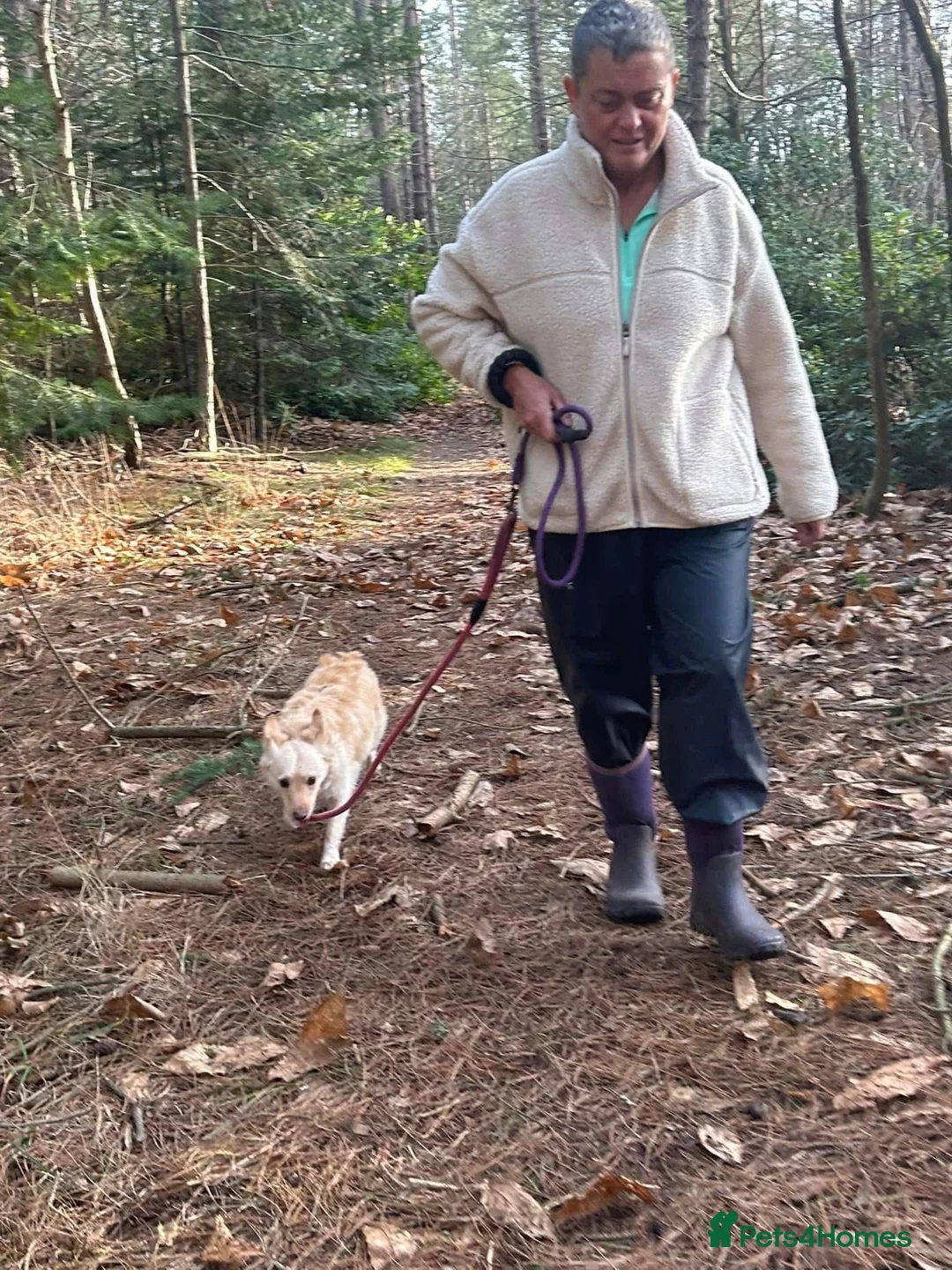 Mixed Breed dogs for adoption: Winnie - Norwich Norfolk  in Norwich - Advert 5