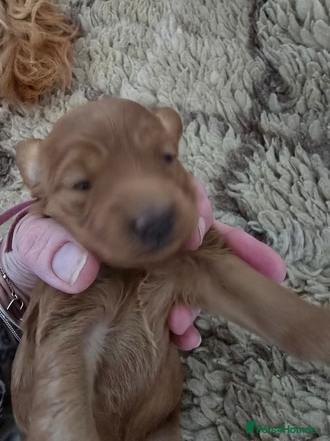 Cockapoo dogs for sale:  Toy cockerpoo health tested licensed Breeder  - Advert 7