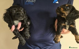 Cocker Spaniel dogs for sale: Cocker Spaniel puppies  - Image 11