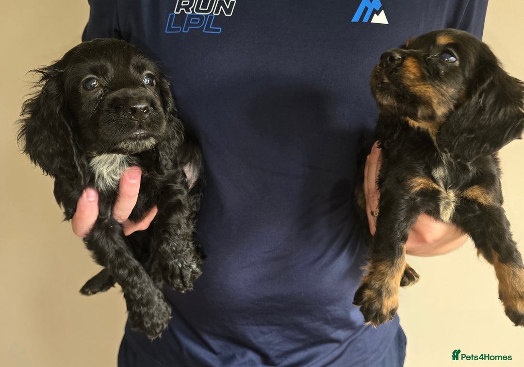 Cocker Spaniel dogs for sale: Cocker Spaniel puppies  - Image 11