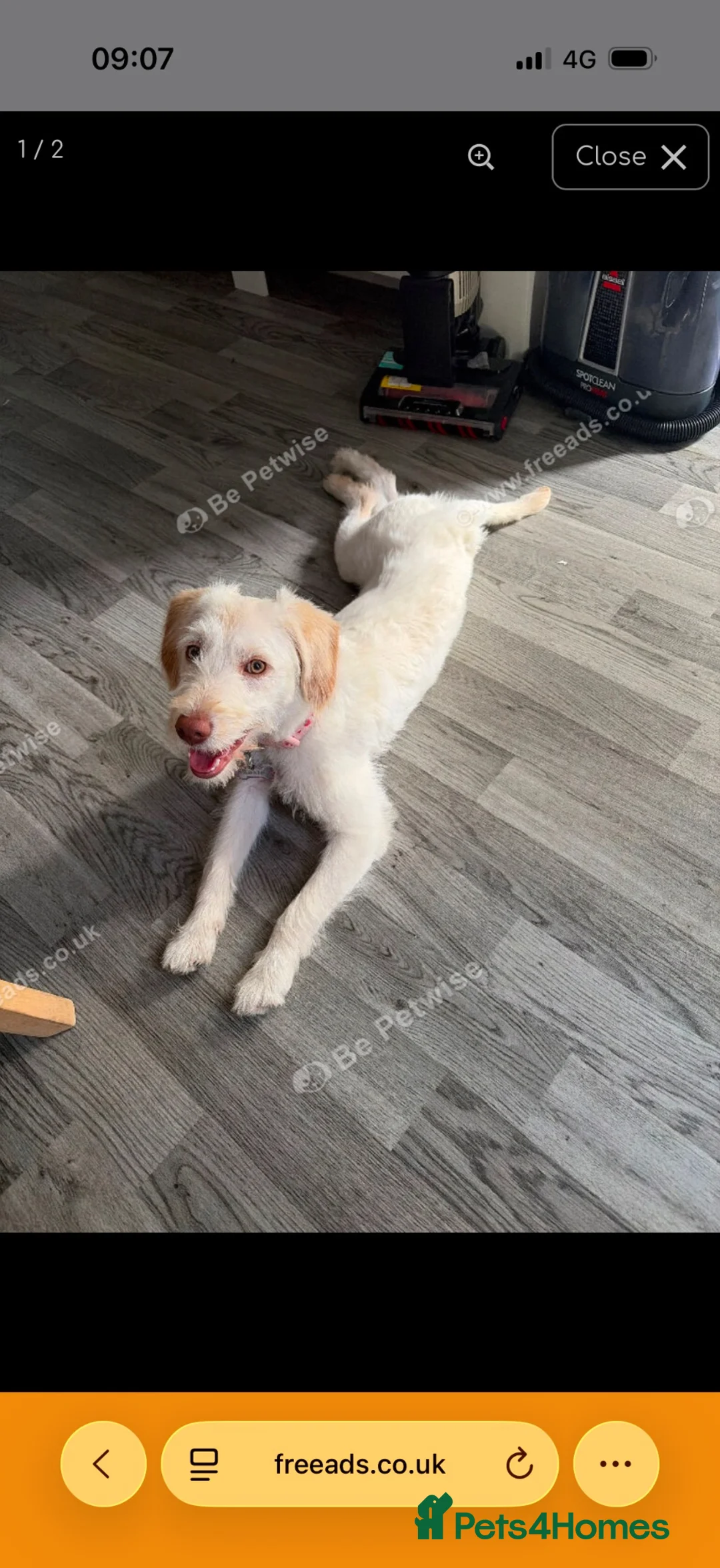 Labradoodle dogs for sale: Rosie  - Advert 3