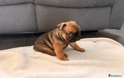 French Bulldog dogs for sale: 4 lovely French Bulldog puppies for sale . - Image 14
