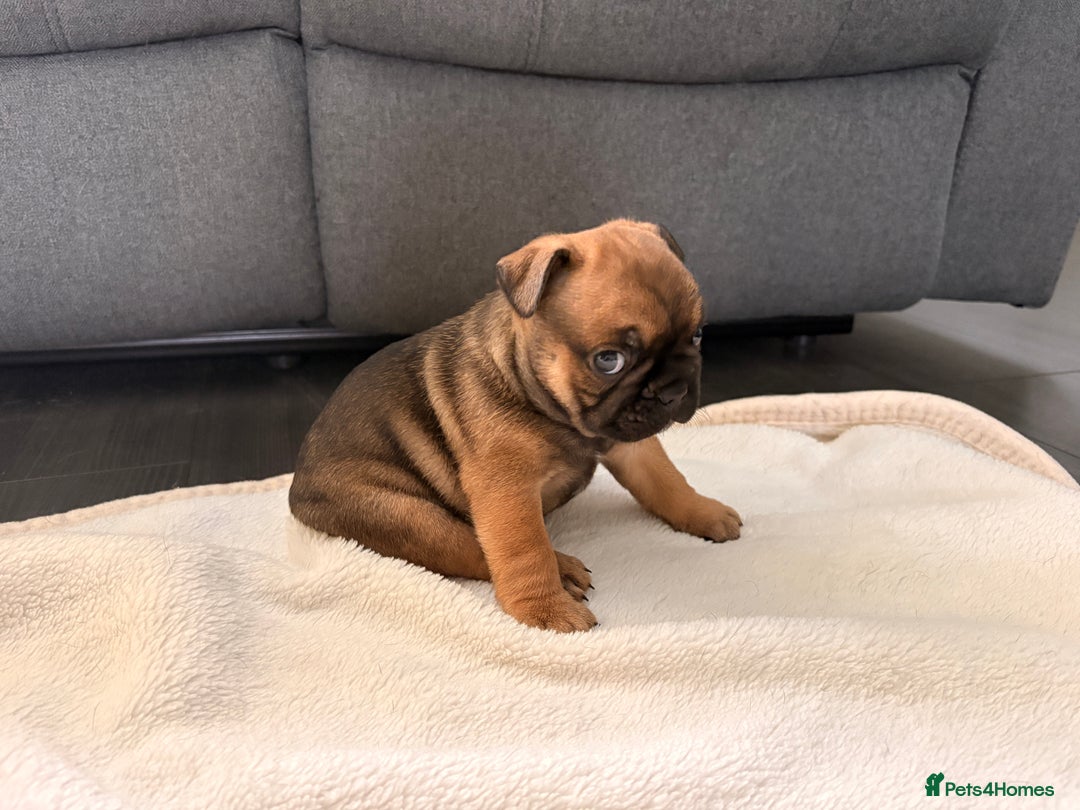 French Bulldog dogs for sale: 4 lovely French Bulldog puppies for sale . - Image 14