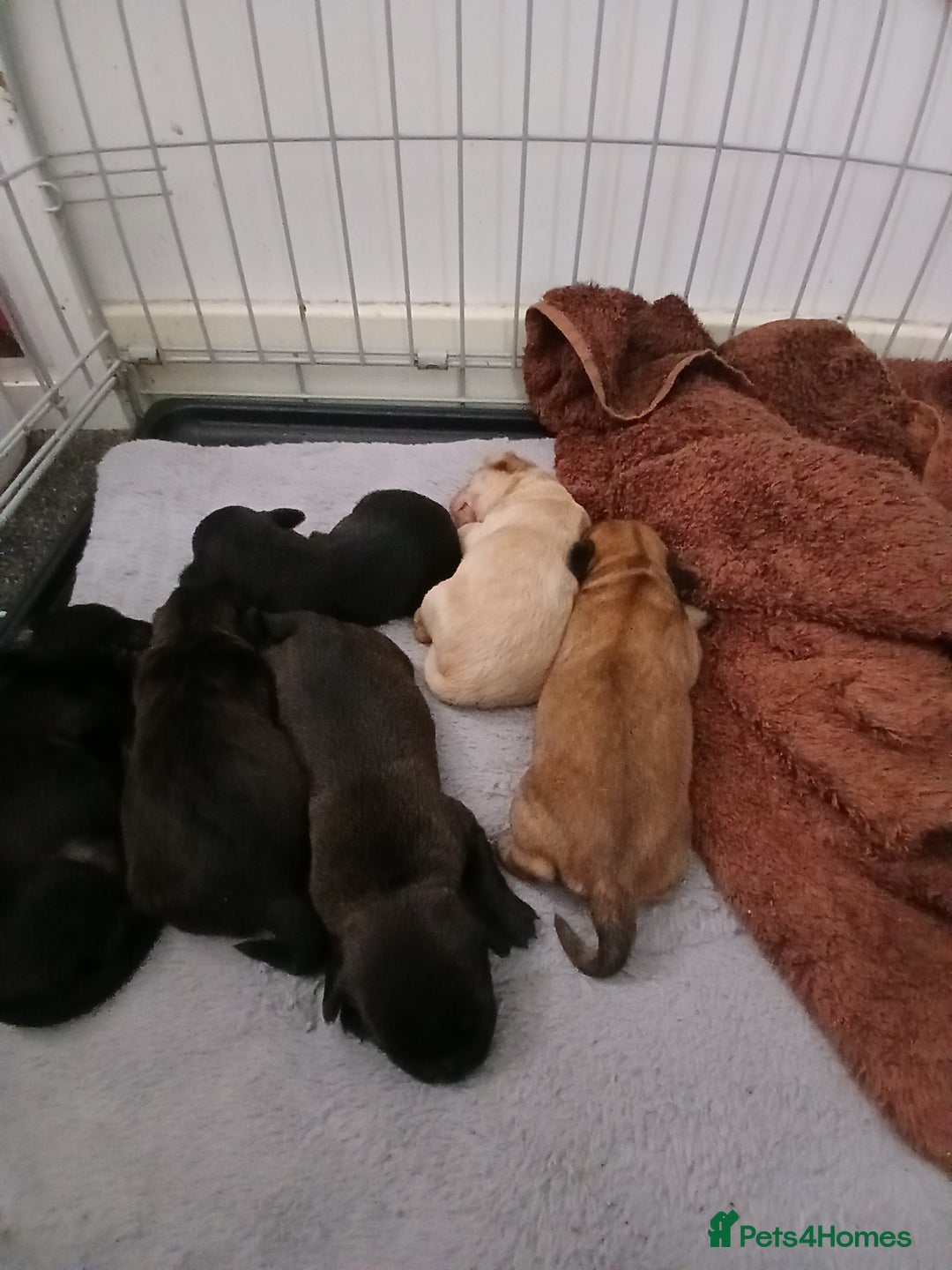 Mixed Breed dogs for sale: 2 pups left  - Advert 22