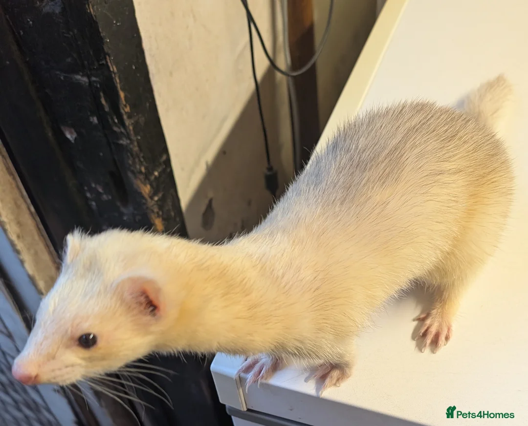 Ferret rodents for sale: EUROPEAN X XBLACK EYED WHITE FERRET KITS READY NOW - Advert 9