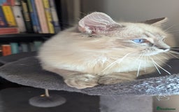 Ragdoll cats for sale: Beautiful blue lynx girlie.  - Image 8