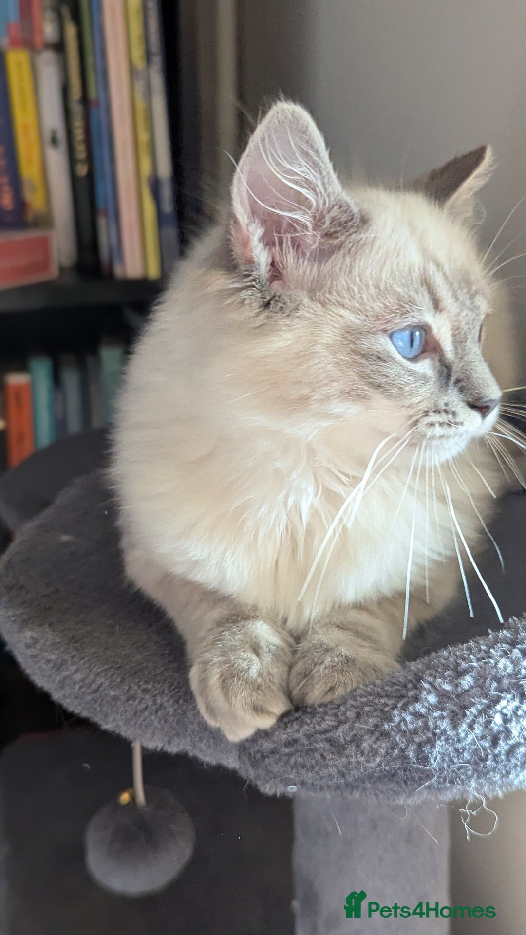 Ragdoll cats for sale: Beautiful blue lynx girlie.  - Image 8