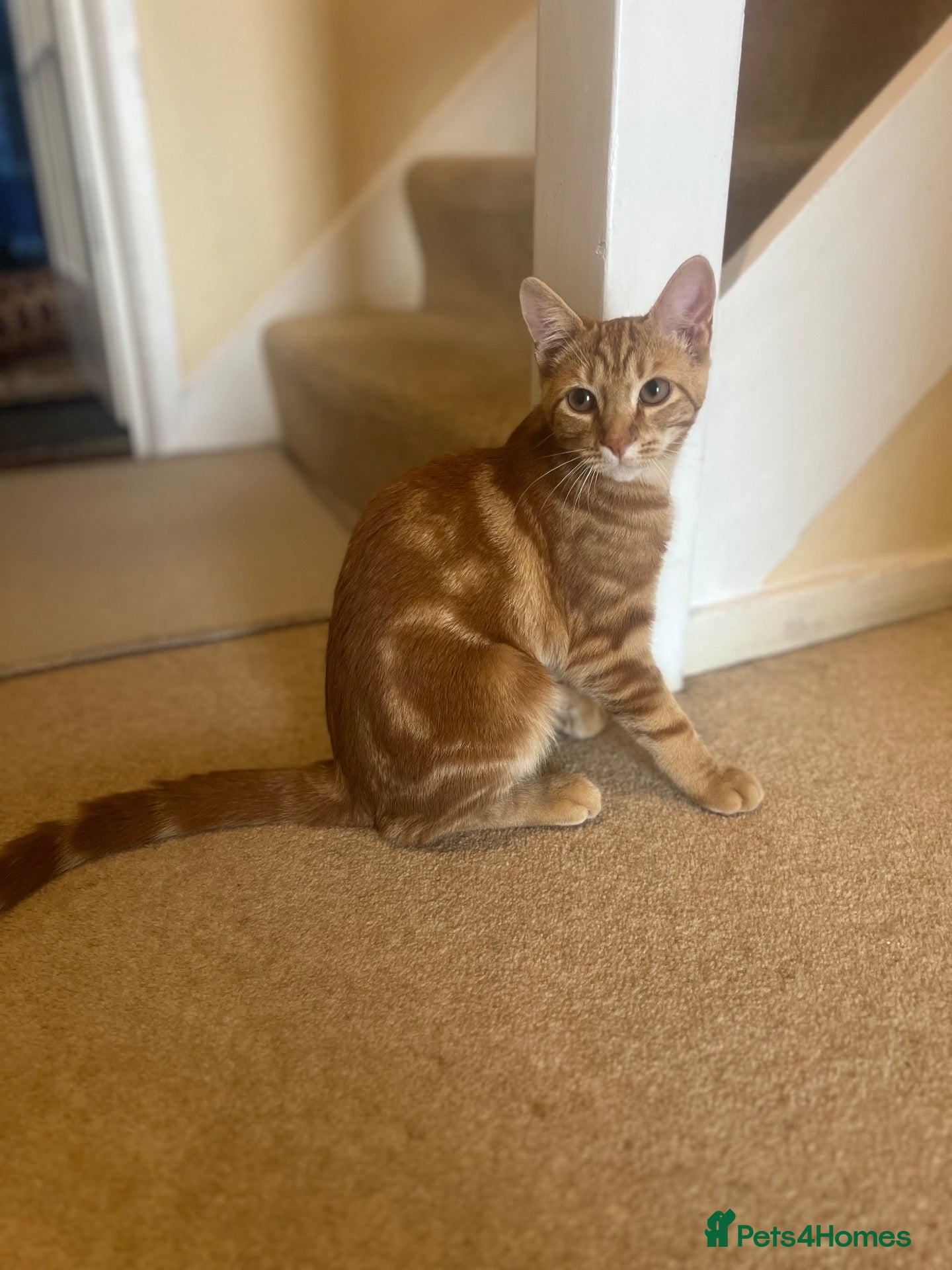 Mixed Breed cats Ginger Tabby Kitten – 5 Months Old - Advert 1