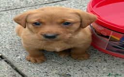 Labrador Retriever dogs for sale: Beautiful KC Fox Red Labs 0/0 hip/elbow mum & dad - Image 15