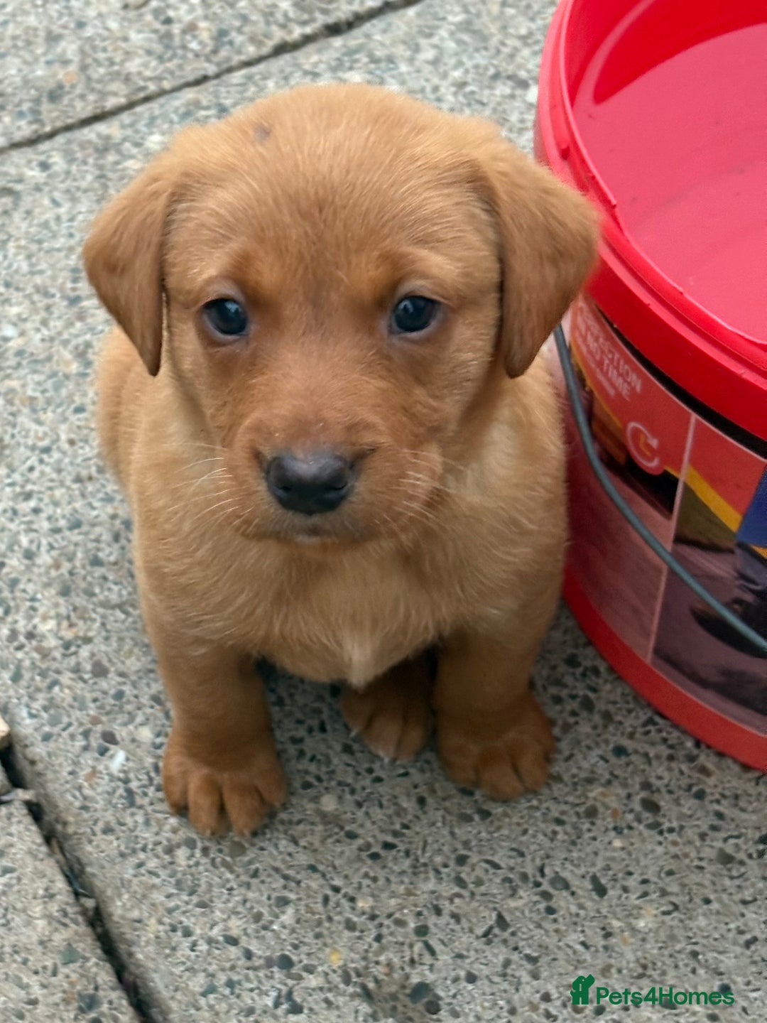 Labrador Retriever dogs for sale: Beautiful KC Fox Red Labs 0/0 hip/elbow mum & dad - Image 15