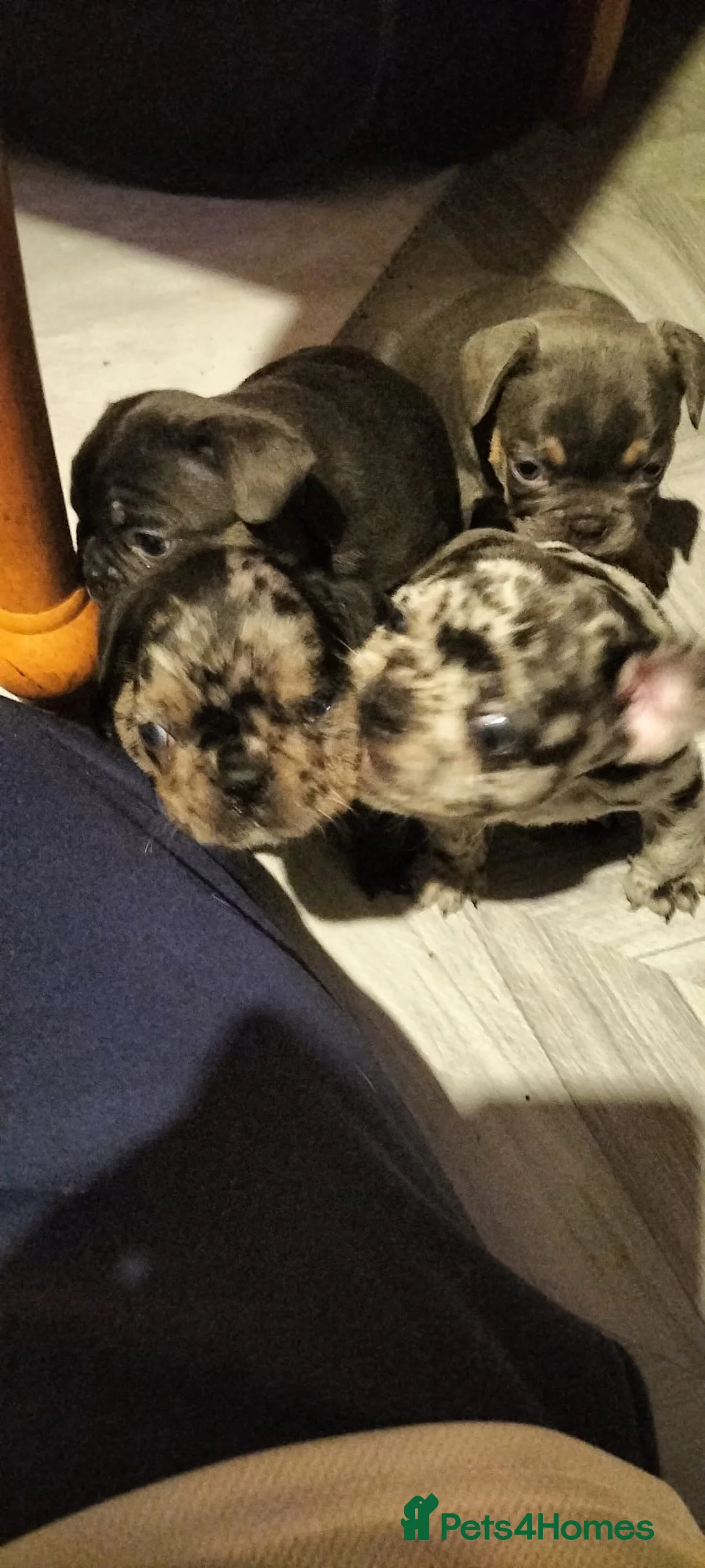 French Bulldog dogs for sale: French bulldog puppies  - Advert 13