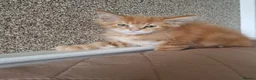 Maine Coon cats for sale: TICA pedigree registered female maine coon kitten - Advert 2