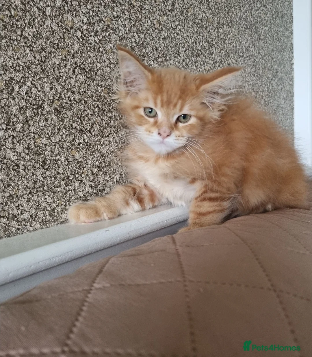 Maine Coon cats for sale: TICA pedigree registered female maine coon kitten - Advert 2
