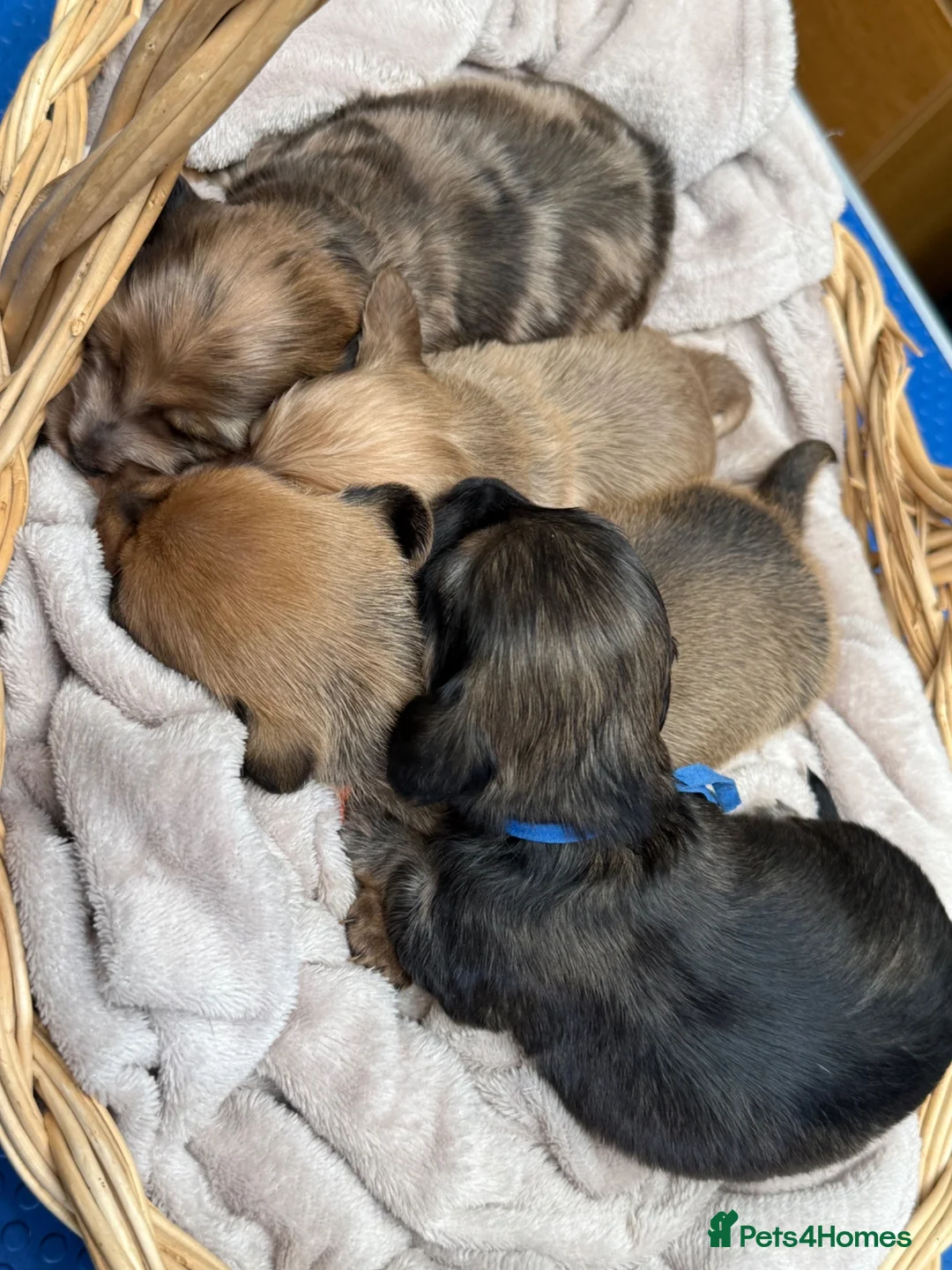Miniature Dachshund dogs for sale: Exceptional long haired miniature Dachshunds - Advert 2