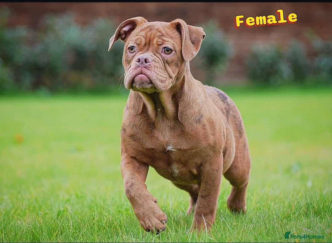 Old Tyme Bulldog dogs 23 years 5⭐️Rated Licensed professionals  - Advert 1